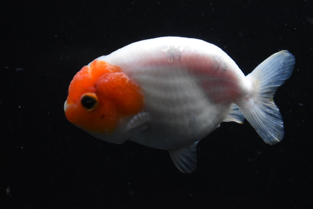 Ranchu Sakura Gold Fish
