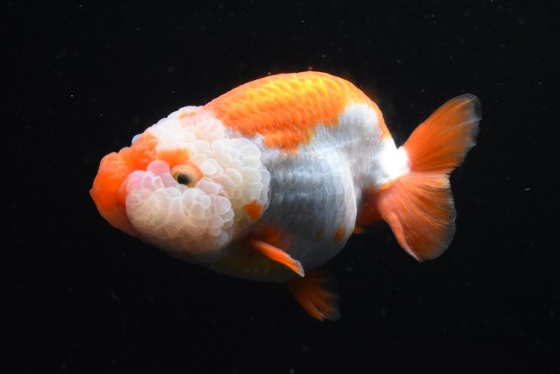 Ranchu Red White Gold Fish