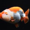 Ranchu Red White Gold Fish