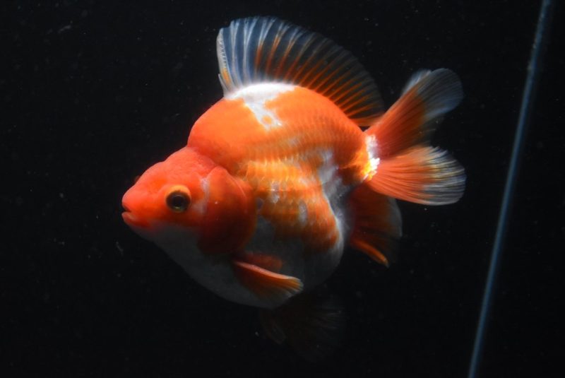 Ryukin Red White Gold Fish