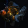 Ryukin Calico Dark Gold Fish