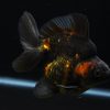 Ryukin Calico Dark Gold Fish