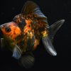 Ryukin Calico Dark Gold Fish