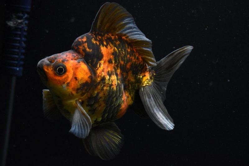 Ryukin Calico Dark Gold Fish
