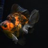 Ryukin Calico Dark Gold Fish