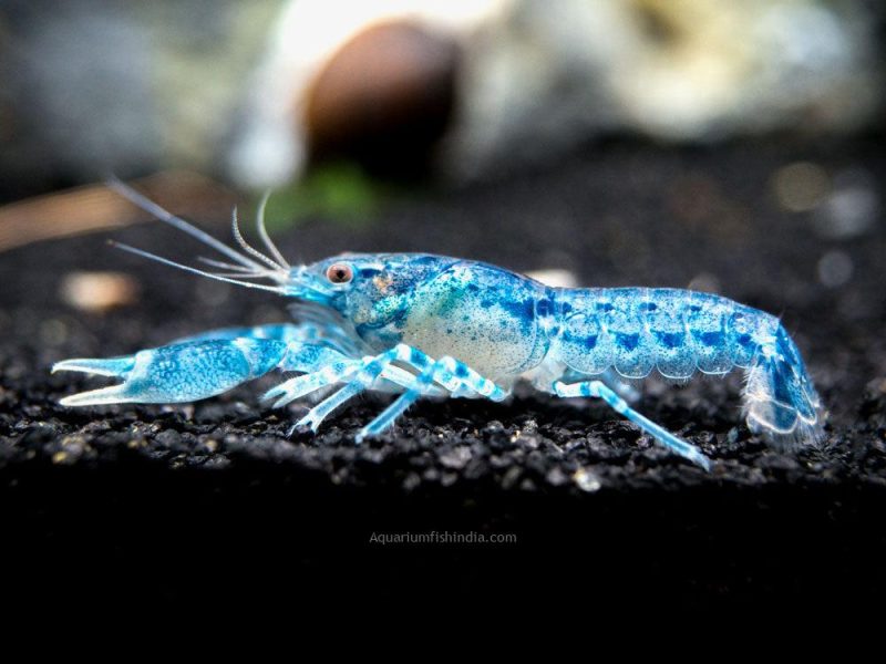 Blue Brazo Crayfish 5