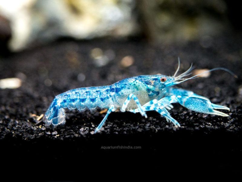 Blue Brazo Crayfish 6
