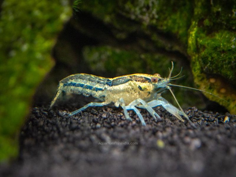 Blue Cajun Dwarf Crayfish 3