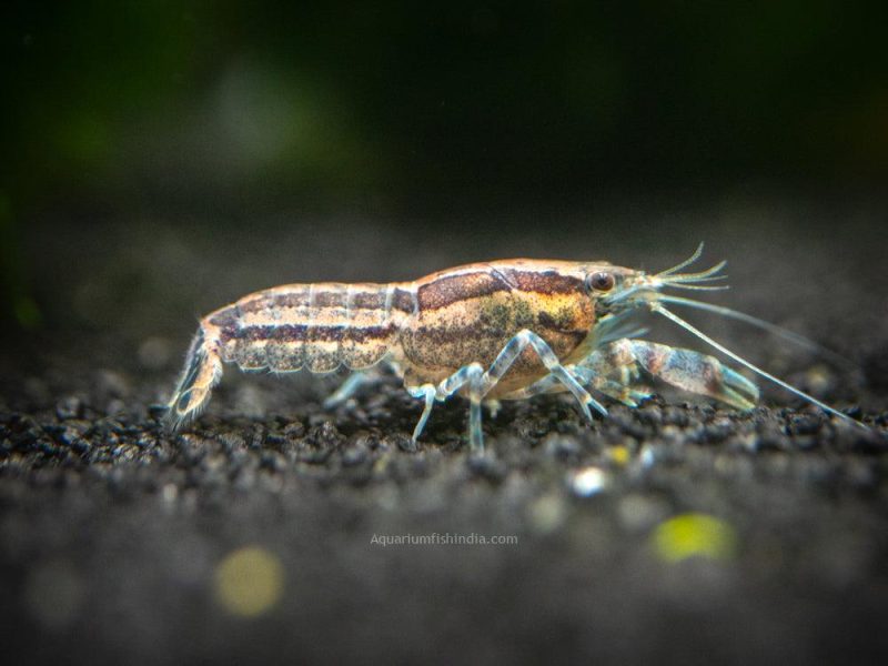 Blue Cajun Dwarf Crayfish 5