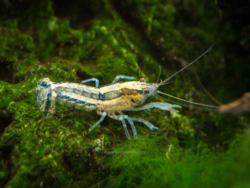 Blue Cajun Dwarf Crayfish 7