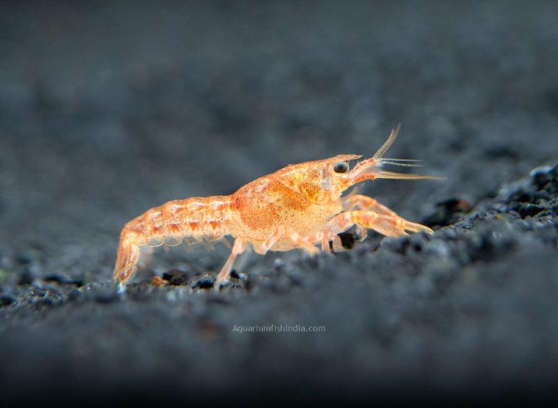 Orange CPO Dwarf Crayfish 1
