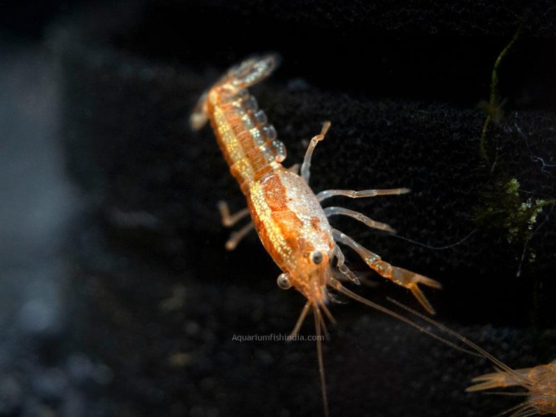 Orange CPO Dwarf Crayfish 3
