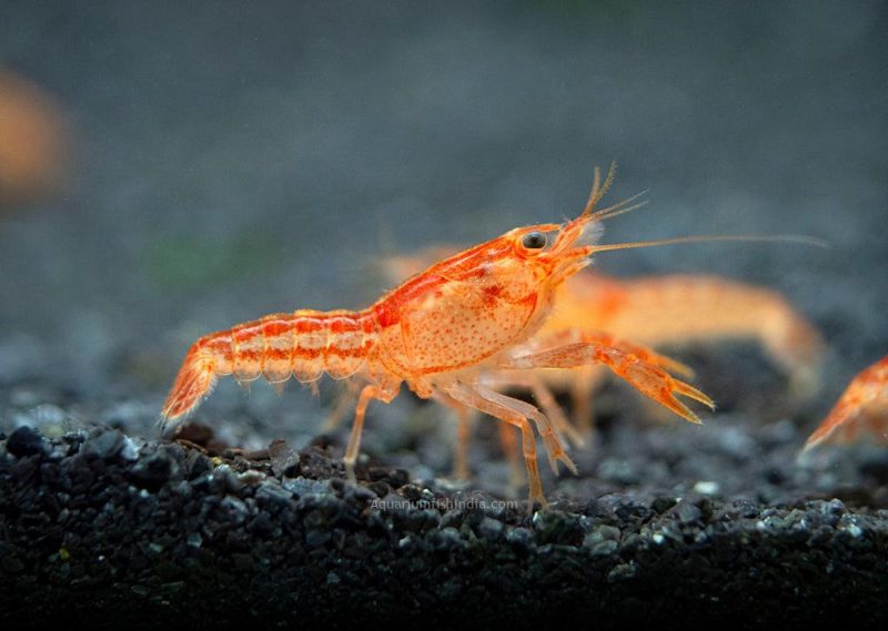 Orange CPO Dwarf Crayfish 5