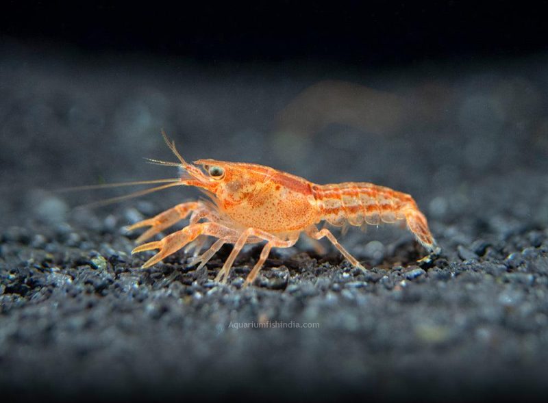 Orange CPO Dwarf Crayfish 6