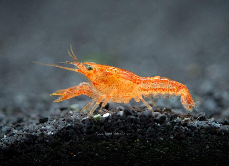 Orange CPO Dwarf Crayfish 7