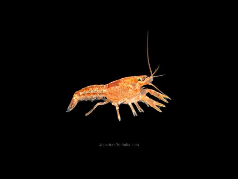 Orange CPO Dwarf Crayfish 8 1