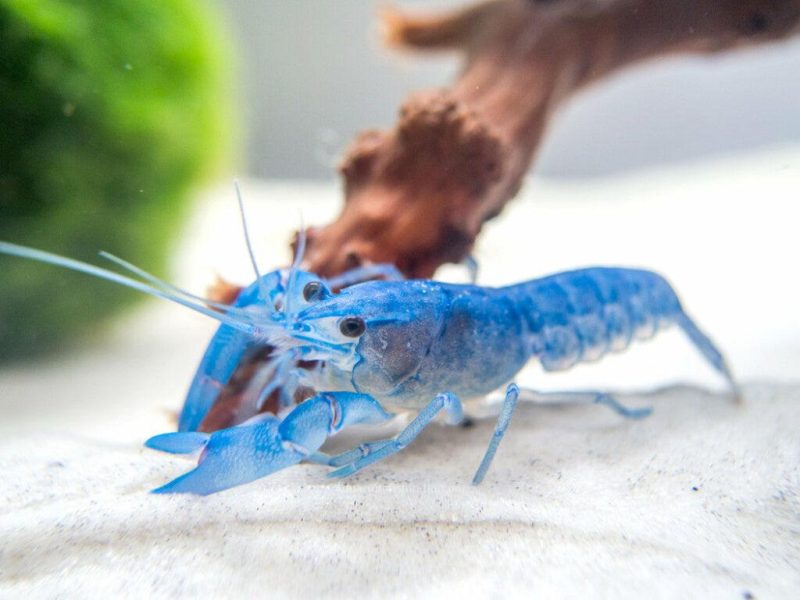 blue pearl crayfish 1