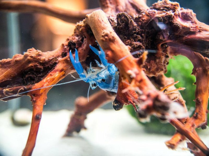 blue pearl crayfish 2