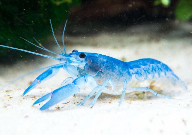 blue pearl crayfish 3