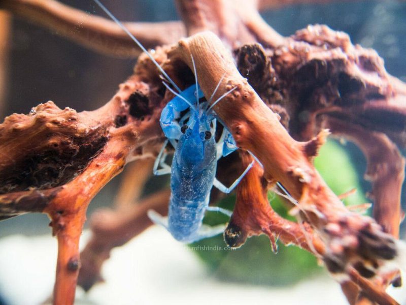 blue pearl crayfish 4