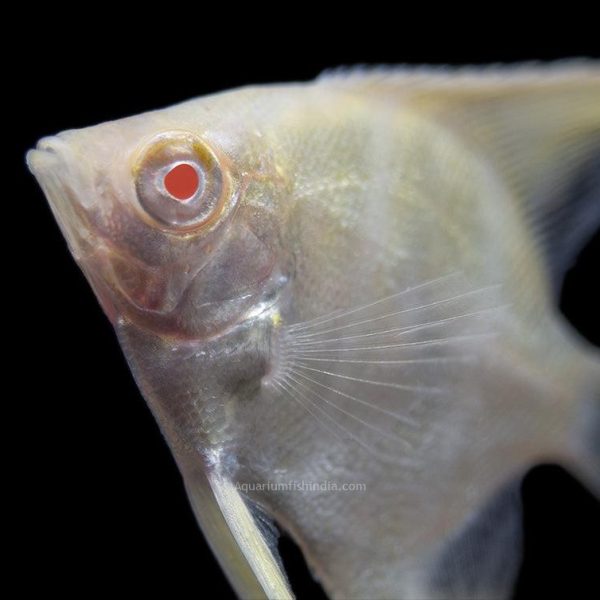 Albino Peruvian Altum Angelfish