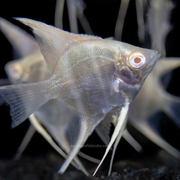 Albino Peruvian Altum Angelfish