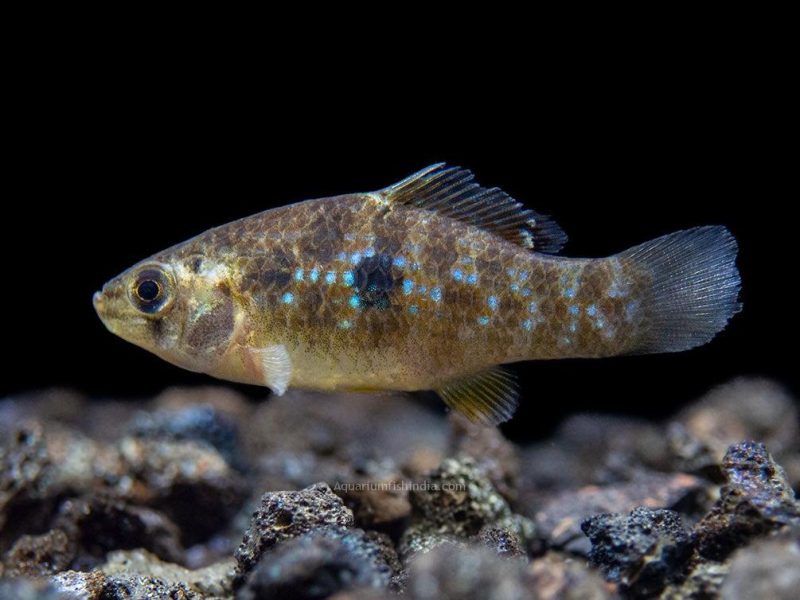 American Flagfish Killifish