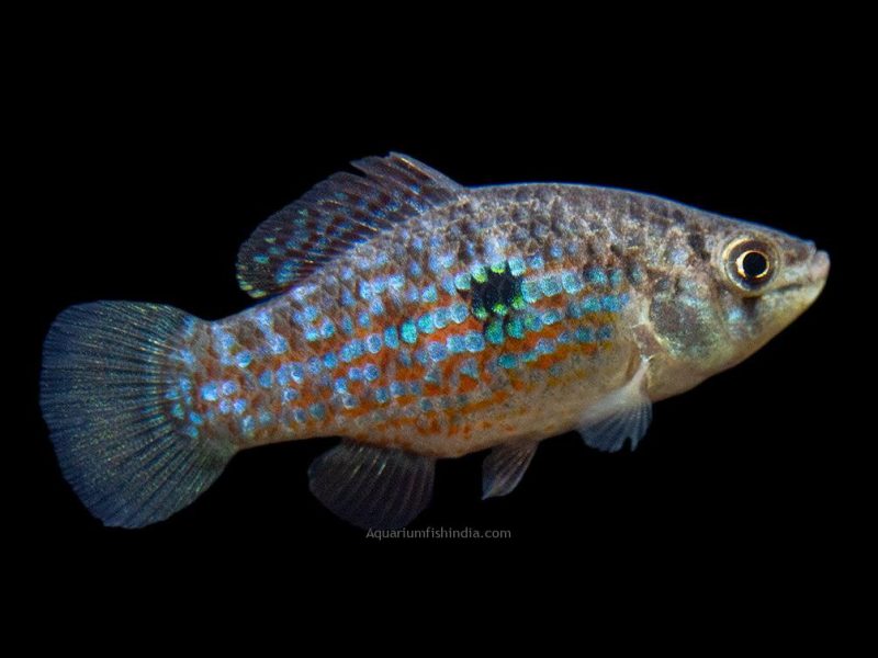 American Flagfish Killifish