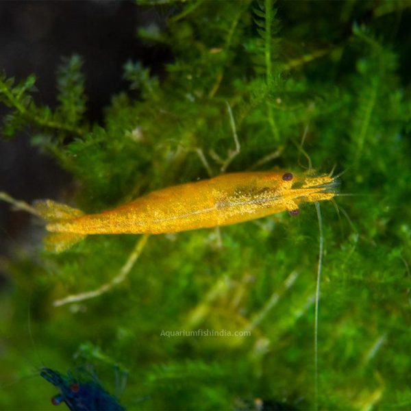 Assorted neocaridina Shrimp