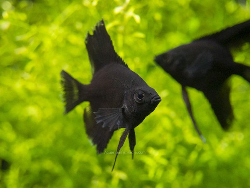 Jet Black Angelfish