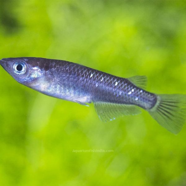 Black Medaka Ricefish