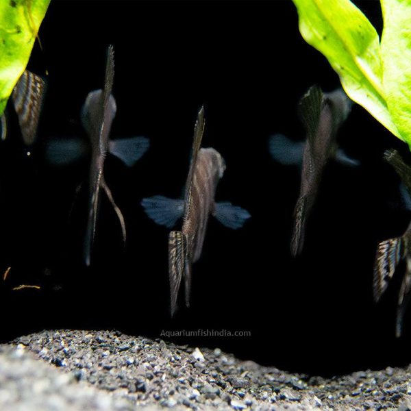 Black Zebra Angelfish