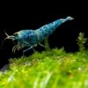 Blue Bolt Shrimp