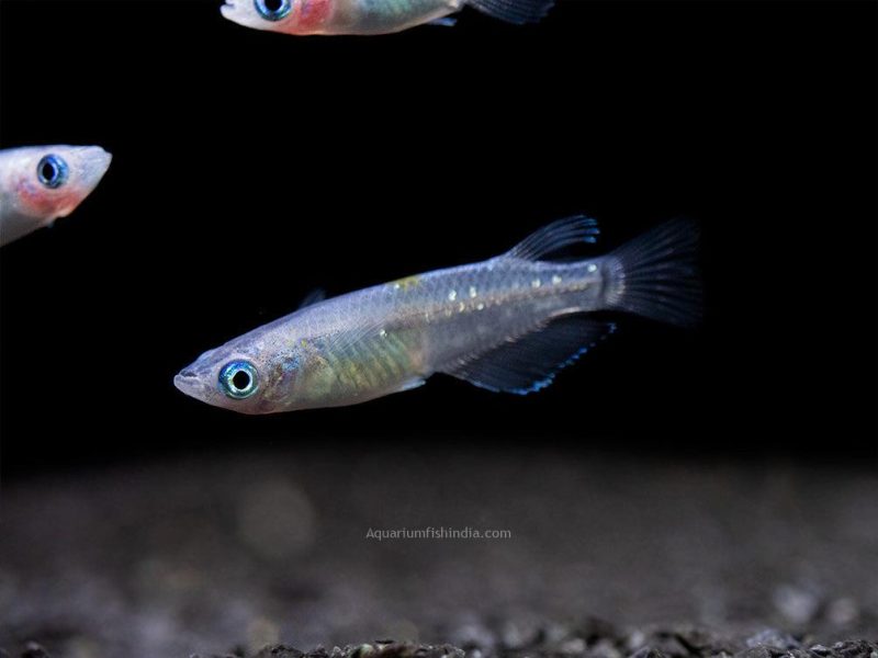 Blue Sparkle Medaka Ricefish