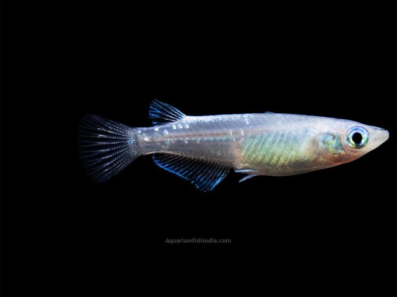 Blue Sparkle Medaka Ricefish