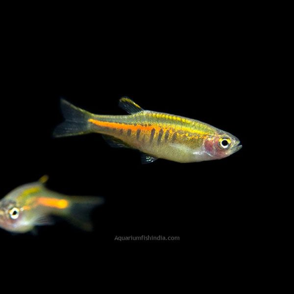 Cosmic Blue Danio Fish | Aquarium Fish India