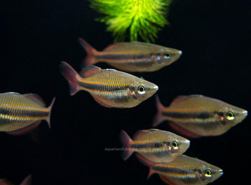Goyder River Banded Rainbowfish