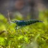 Green Jade Shrimp