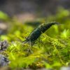 Green Jade Shrimp