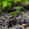 Green Jade Shrimp