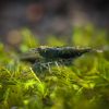 Green Jade Shrimp