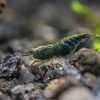 Green Jade Shrimp