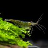 Green Jade Shrimp