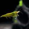 Green Jade Shrimp