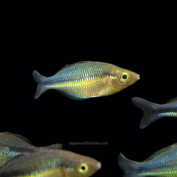 Lake Kutubu Turquoise Rainbowfish