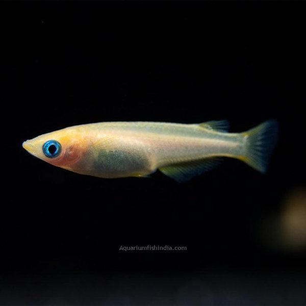 Gold Medaka Ricefish
