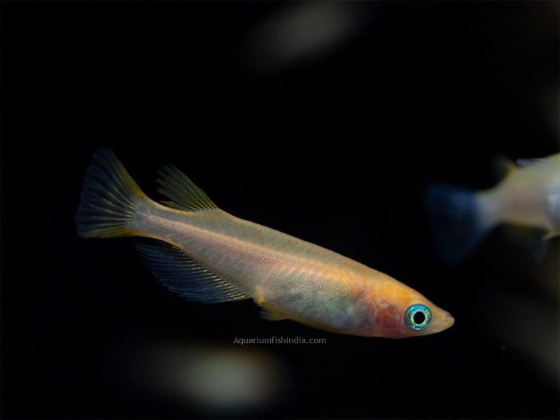 Gold Medaka Ricefish