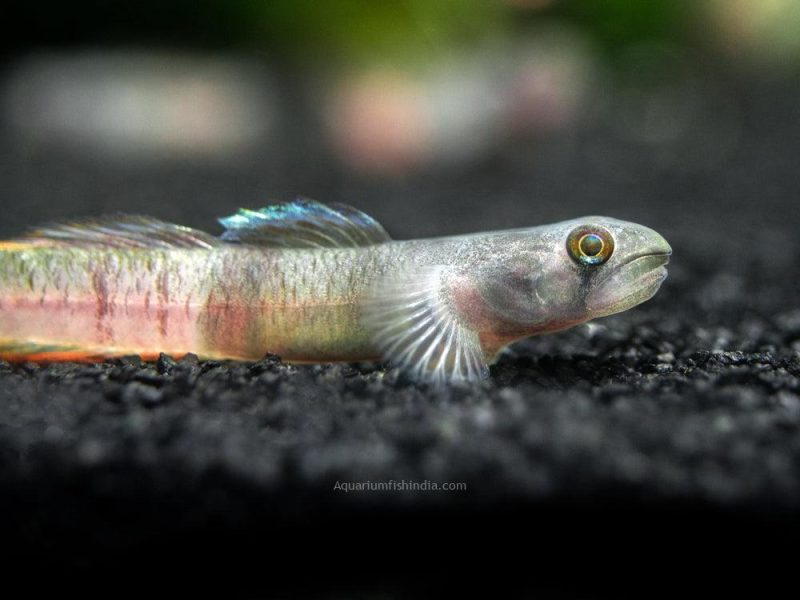 Red Belted Goby