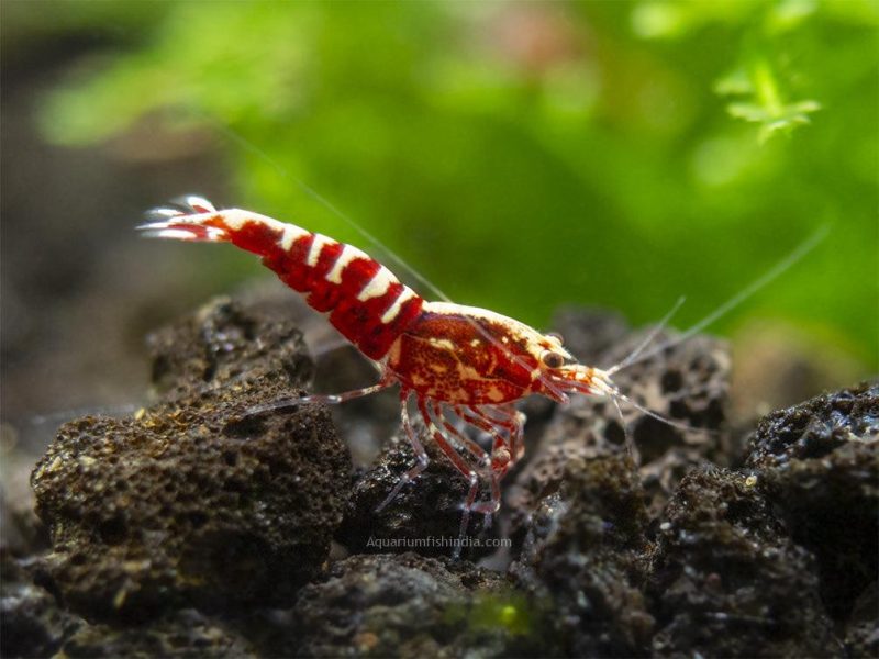 Red Galaxy Pinto Shrimp