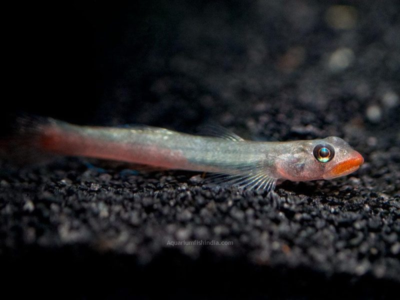 Red Lipstick Sicyopus Goby